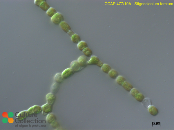 Stigeoclonium farctum Stigeoclonium farctum