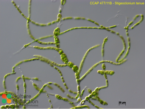 Stigeoclonium tenue