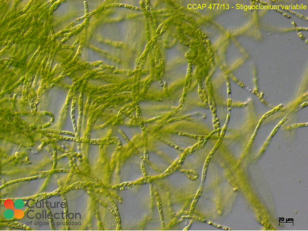 Stigeoclonium variabile