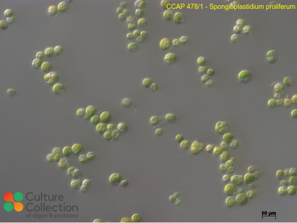 Spongioplastidium proliferum