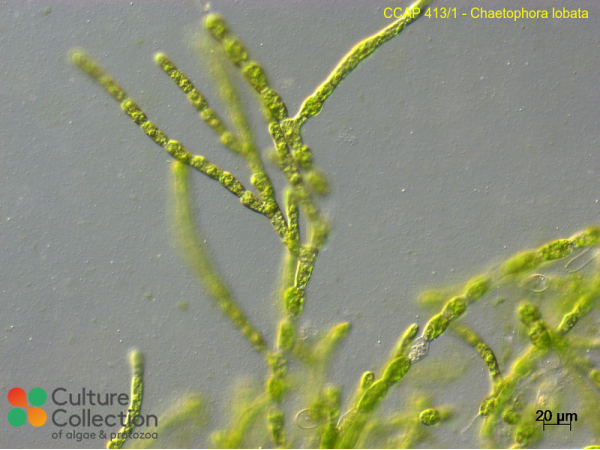 Chaetophora lobata Chaetophora lobata