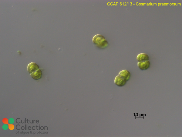 Cosmarium praemorsum