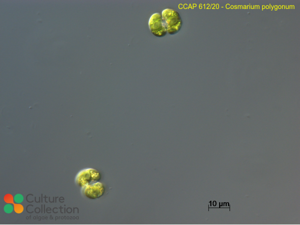 Cosmarium polygonum