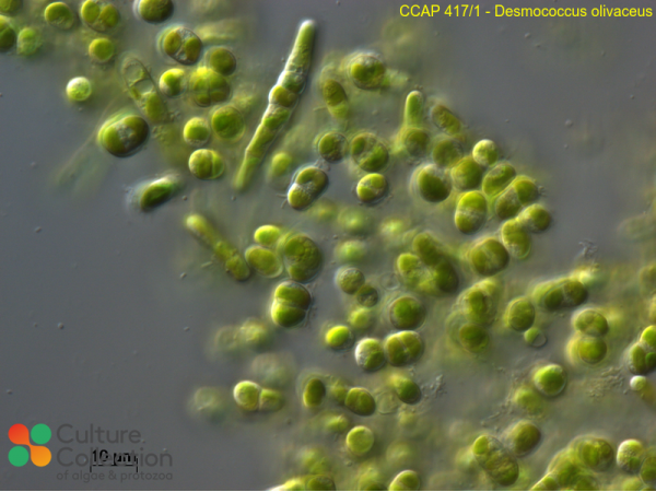Desmococcus olivaceus