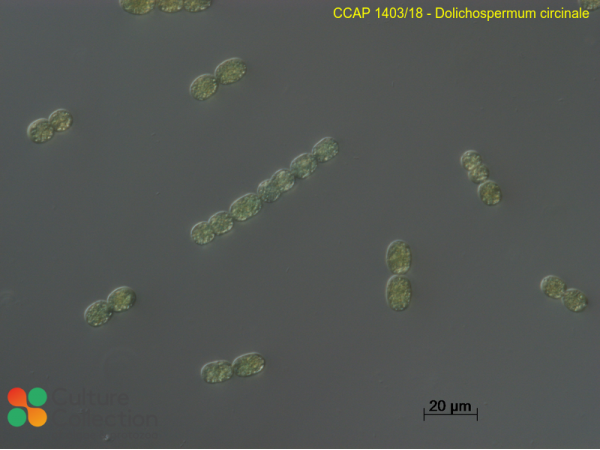 Dolichospermum circinale