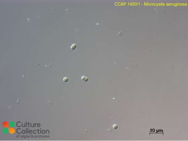 Microcystis aeruginosa