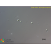 Microcystis aeruginosa