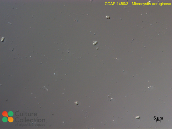 Microcystis aeruginosa