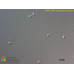 Microcystis aeruginosa