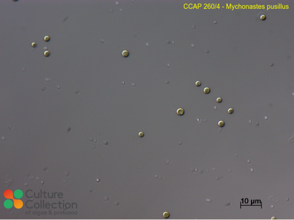 Mychonastes pusillus