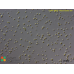 Mychonastes afer