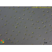 Mychonastes pushpae