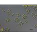 Mychonastes pushpae