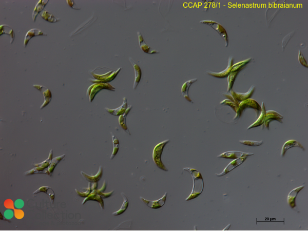 Selenastrum bibraianum