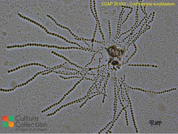 Cochlonema euryblastum