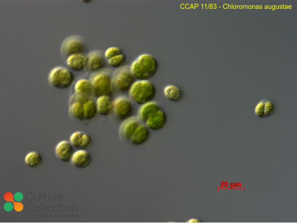 Chloromonas augustae Chloromonas augustae