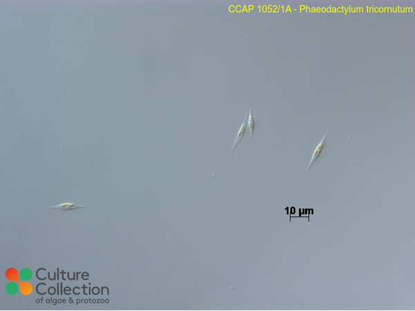 Phaeodactylum tricornutum