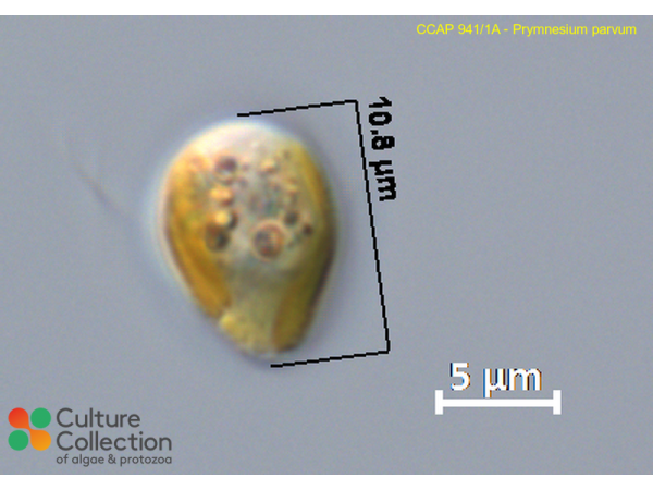 Prymnesium parvum