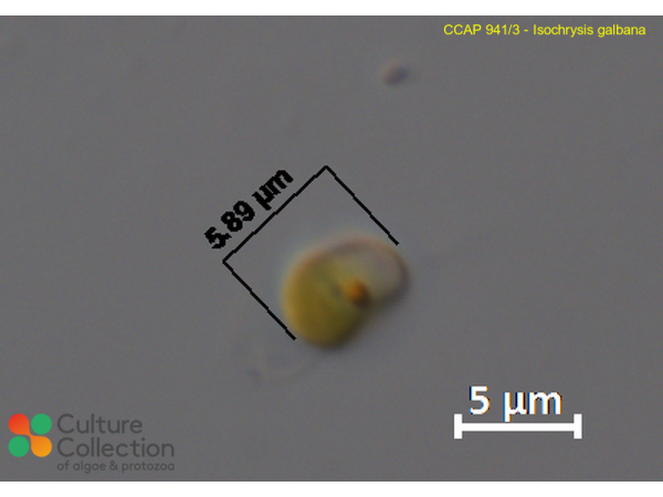 Isochrysis galbana