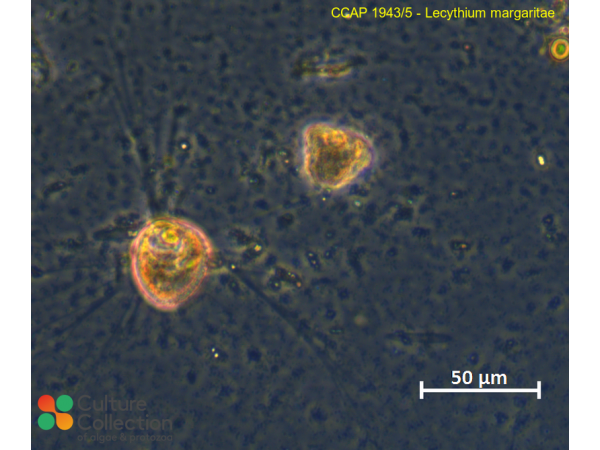 Lecythium margaritae