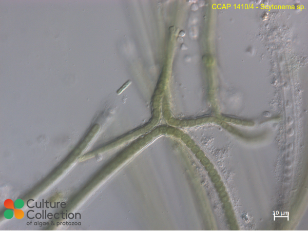 Scytonema sp.