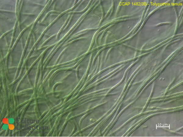 Tolypothrix tenuis
