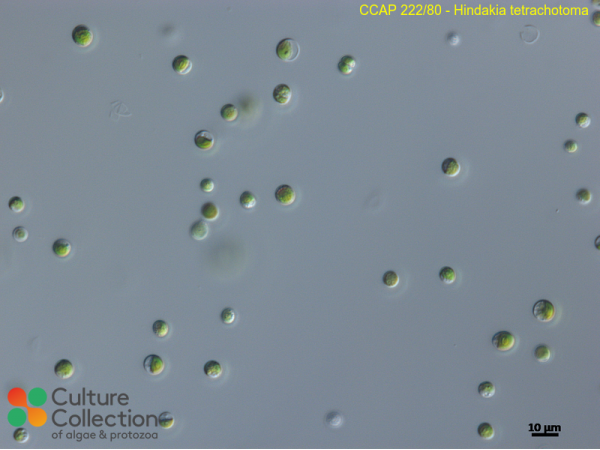 Hindakia tetrachotoma