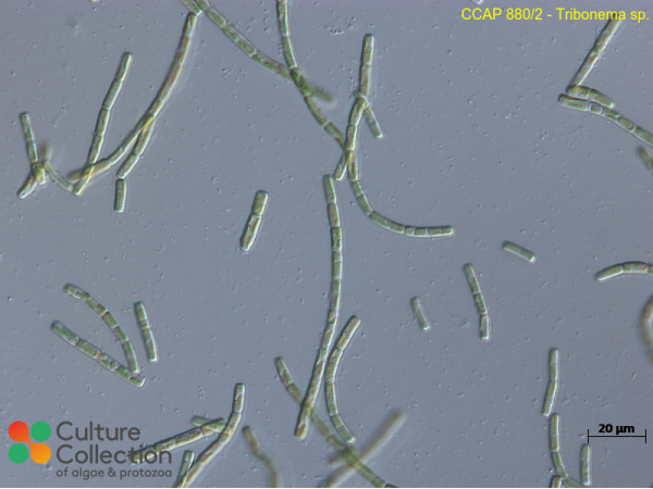 Tribonema sp.