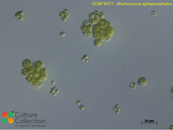 Mischococcus sphaerocephalus