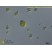 Mischococcus sphaerocephalus