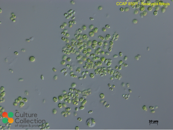 Neocystis brevis