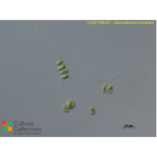 Desmodesmus komarekii