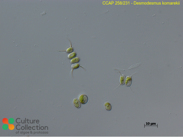 Desmodesmus komarekii