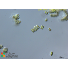 Desmodesmus komarekii