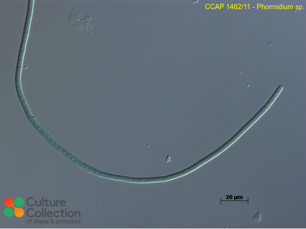 Phormidium sp.