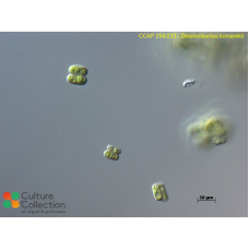 Desmodesmus komarekii