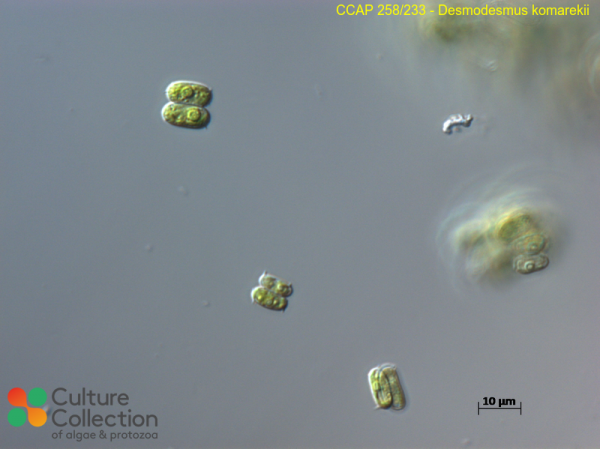 Desmodesmus komarekii