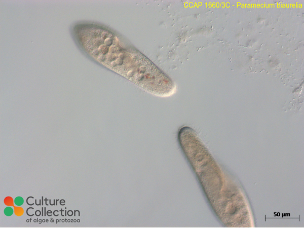 Paramecium biaurelia