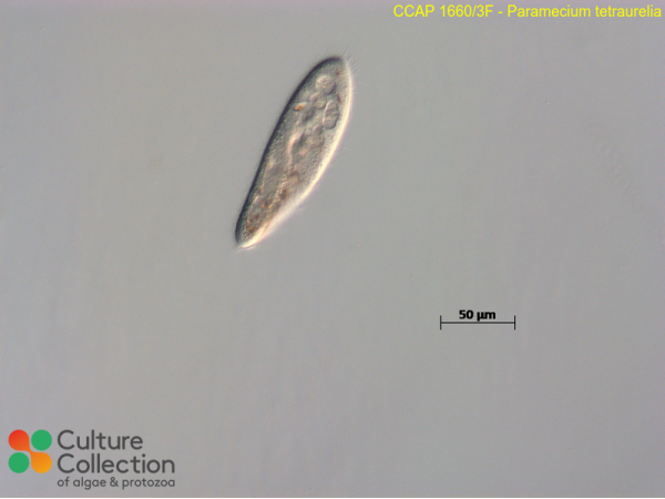 Paramecium tetraurelia