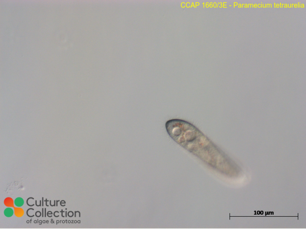 Paramecium tetraurelia