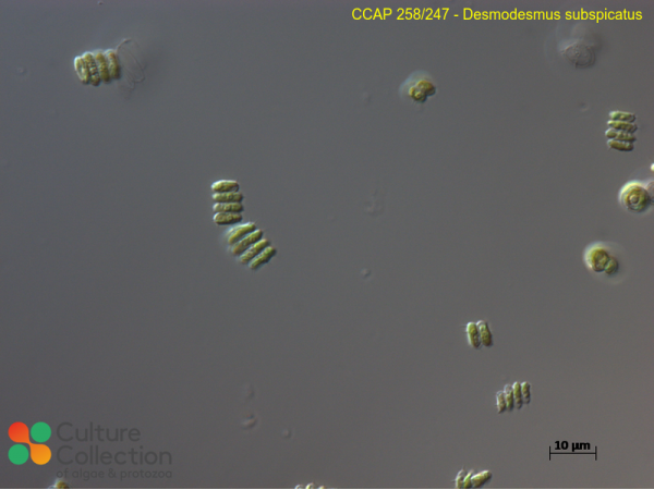 Desmodesmus subspicatus