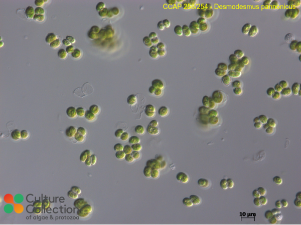 Desmodesmus pannonicus Desmodesmus pannonicus