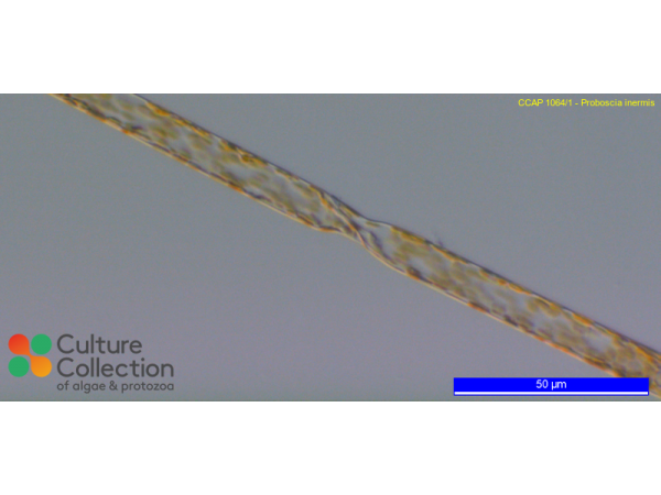 Proboscia inermis