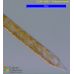 Proboscia inermis