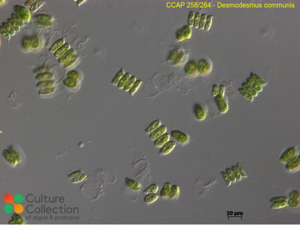 Desmodesmus communis