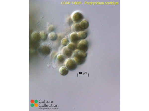 Porphyridium sordidum