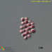 Porphyridium purpureum