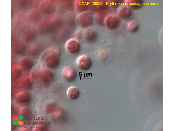 Erythrolobus madagascarensis