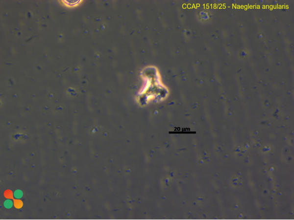 Naegleria angularis