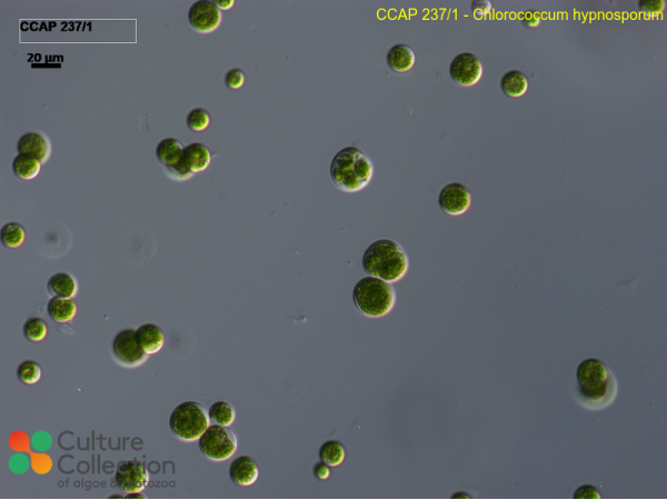 Chlorococcum hypnosporum Chlorococcum hypnosporum